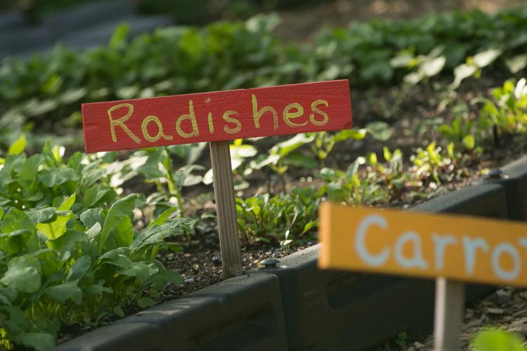 Radishes and Carrots growing in Foxhall Farm