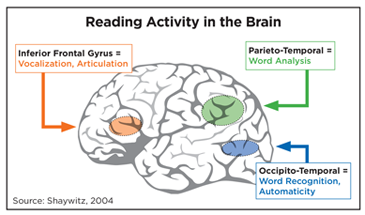 diagram of brain with reading activity areas highlighted