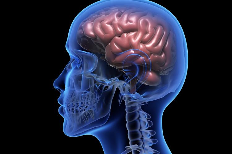 outline of human skull with brain exposed