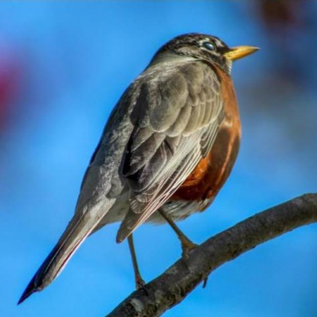 student photo of bird