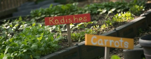 Radishes and Carrots growing in Foxhall Farm