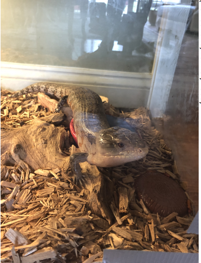 lizard straight chilling in glass enclosure