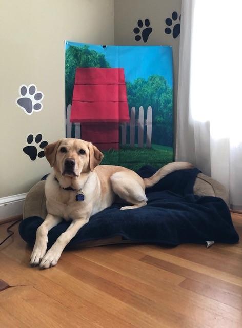 Dog sitting in bed