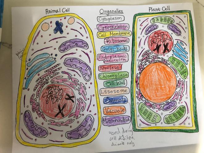 JH cells