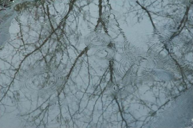 reflection of tree in water