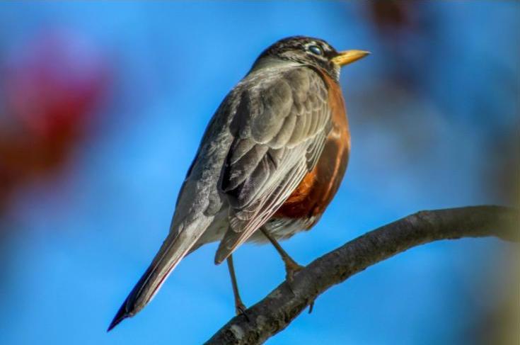 student photo of bird